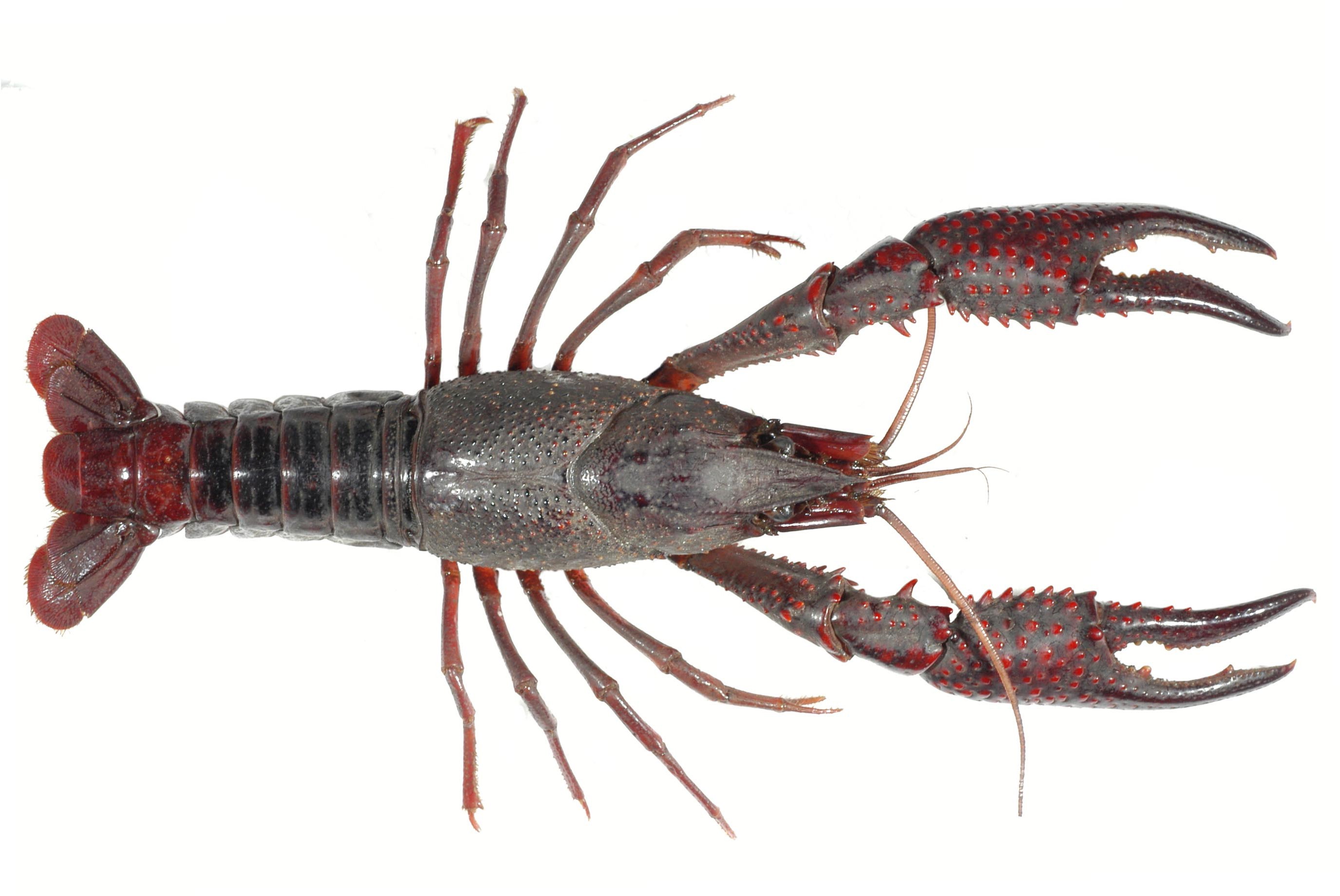 Een rode amerikaanse rivierkreeft