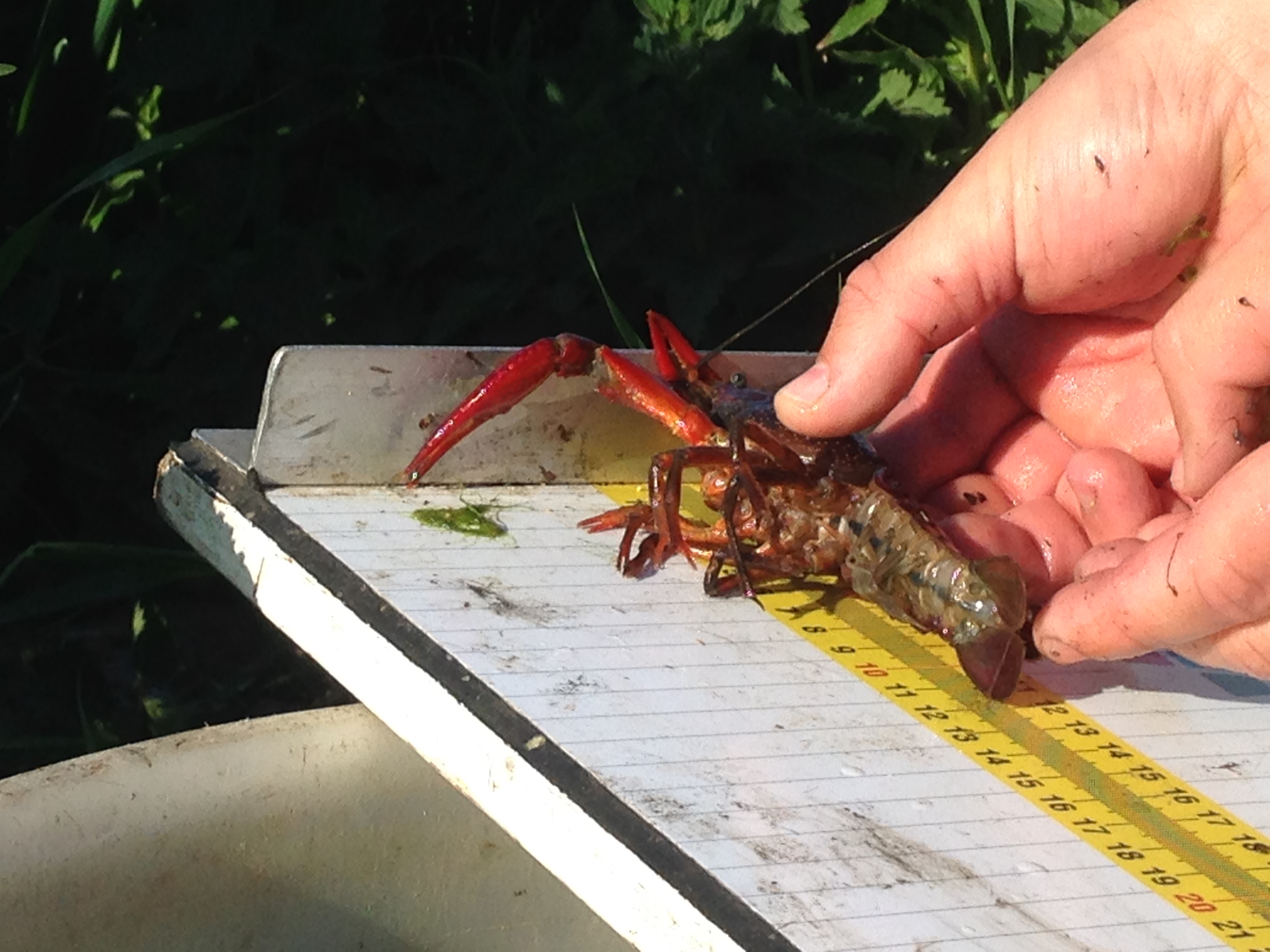 Een Rode Amerikaanse Rivierkreeft wordt opgemeten