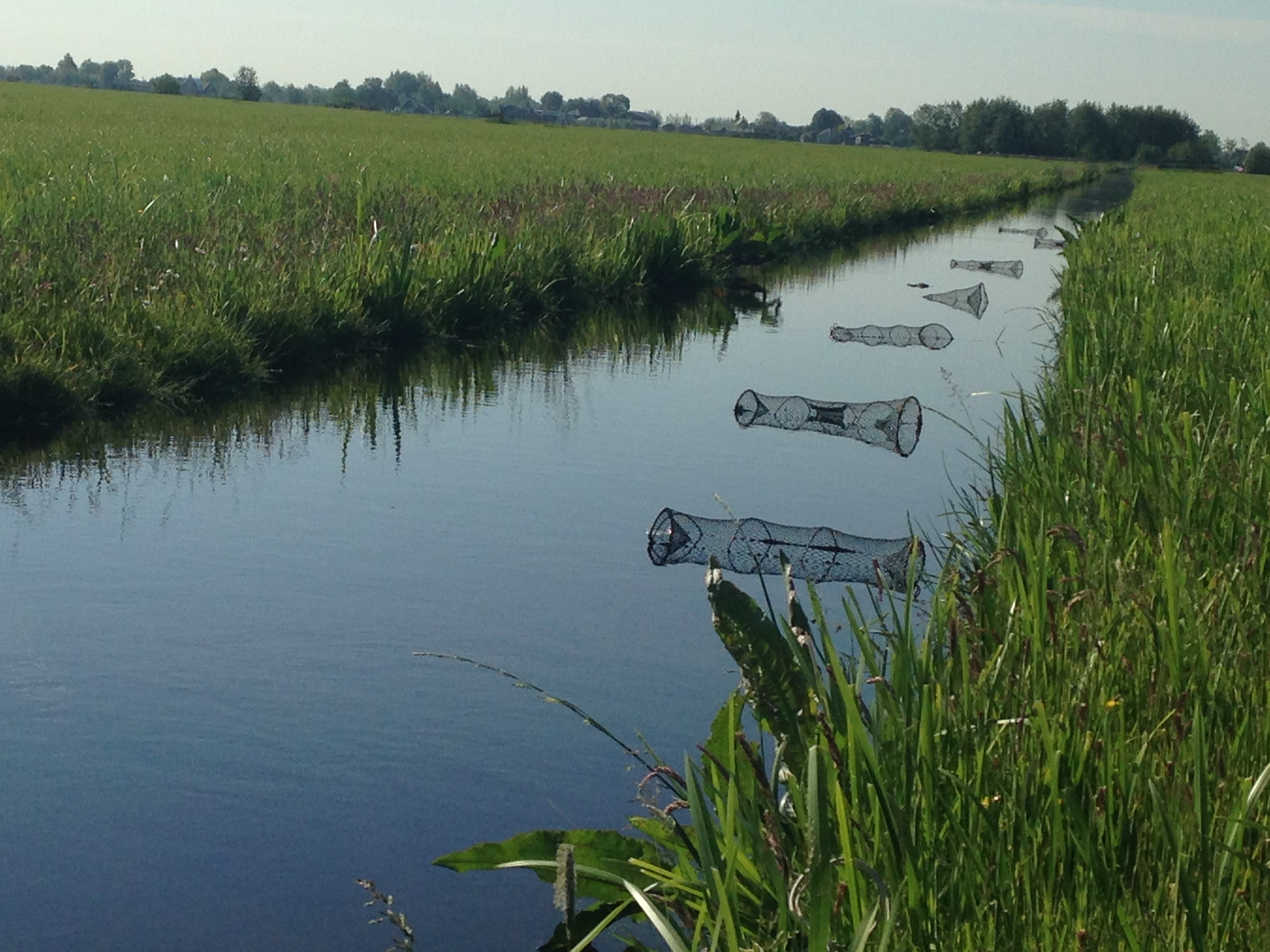 Een ondiepe watergang met kreeftenkorven