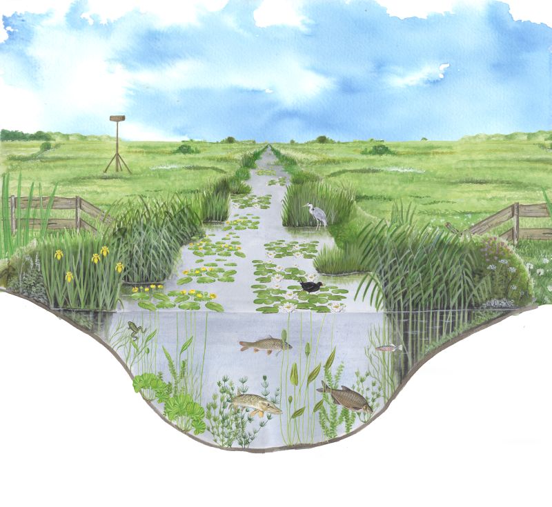 Een watergang in agrarisch gebied