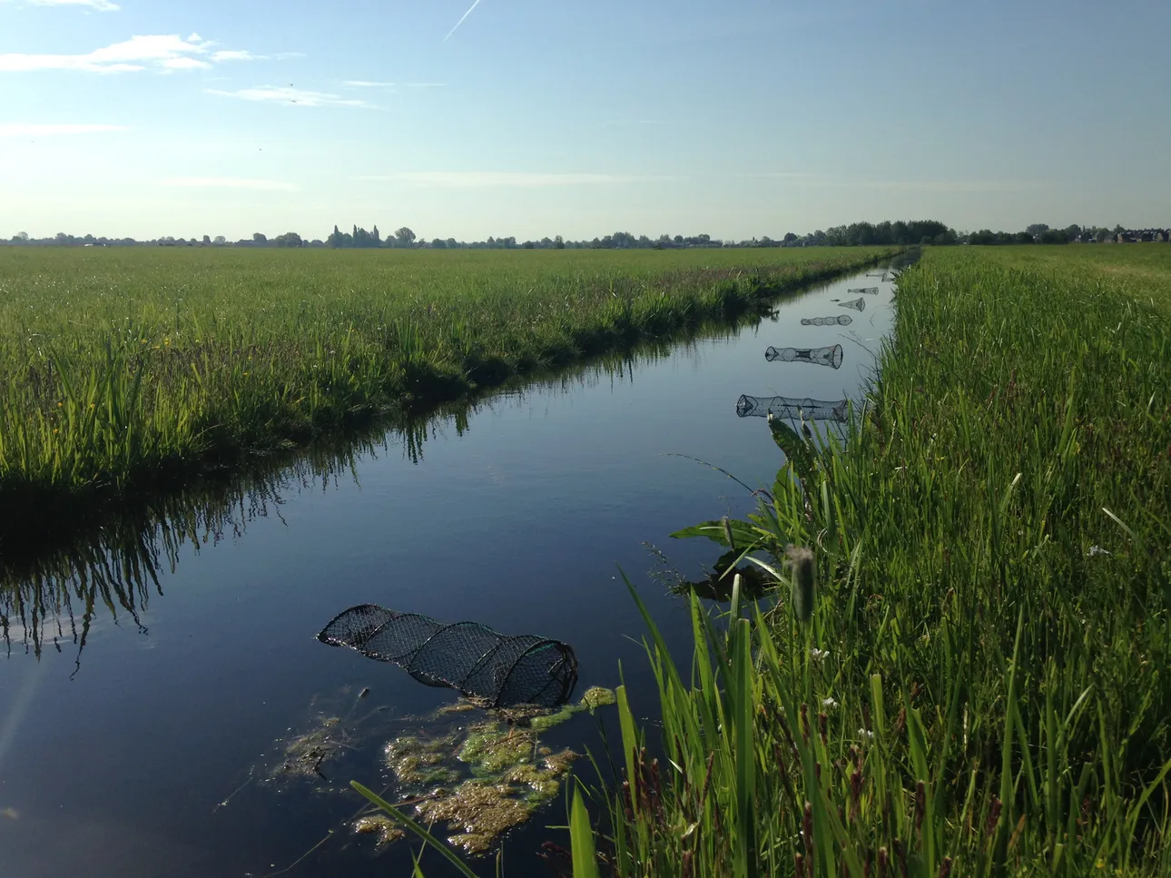 Rij kreeftenfuiken in een sloot.