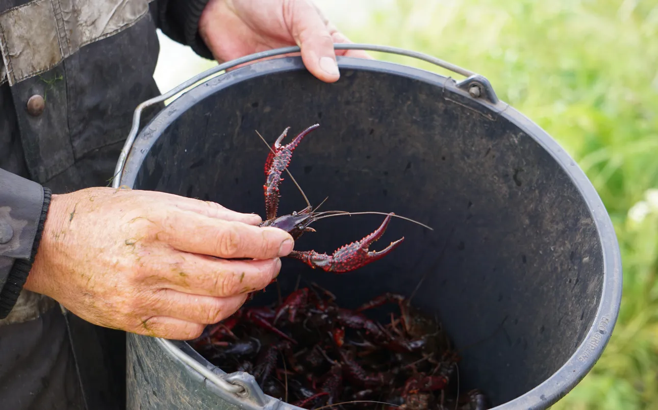 Kreeftenvisser met emmer vol kreeften