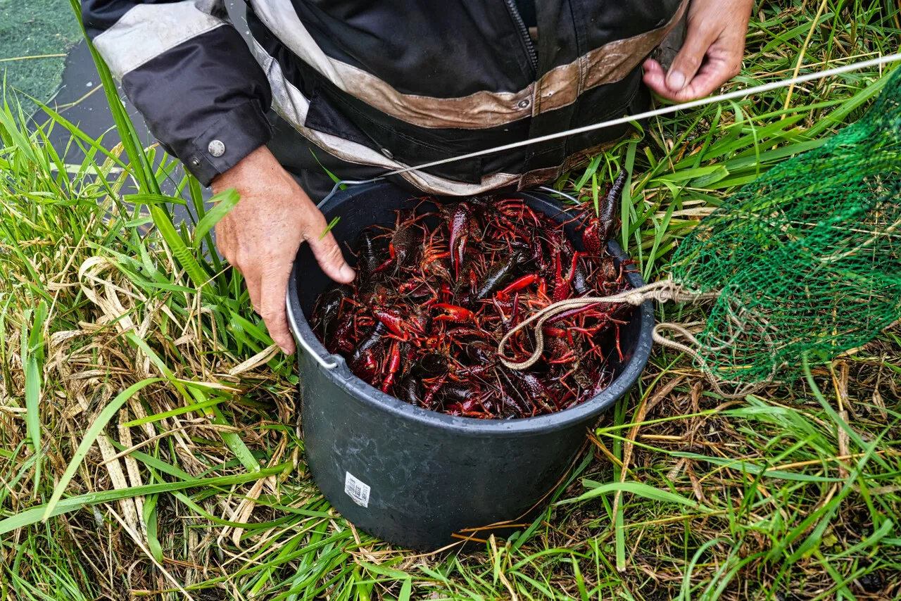 Emmer vol met rode Amerikaanse rivierkreeften