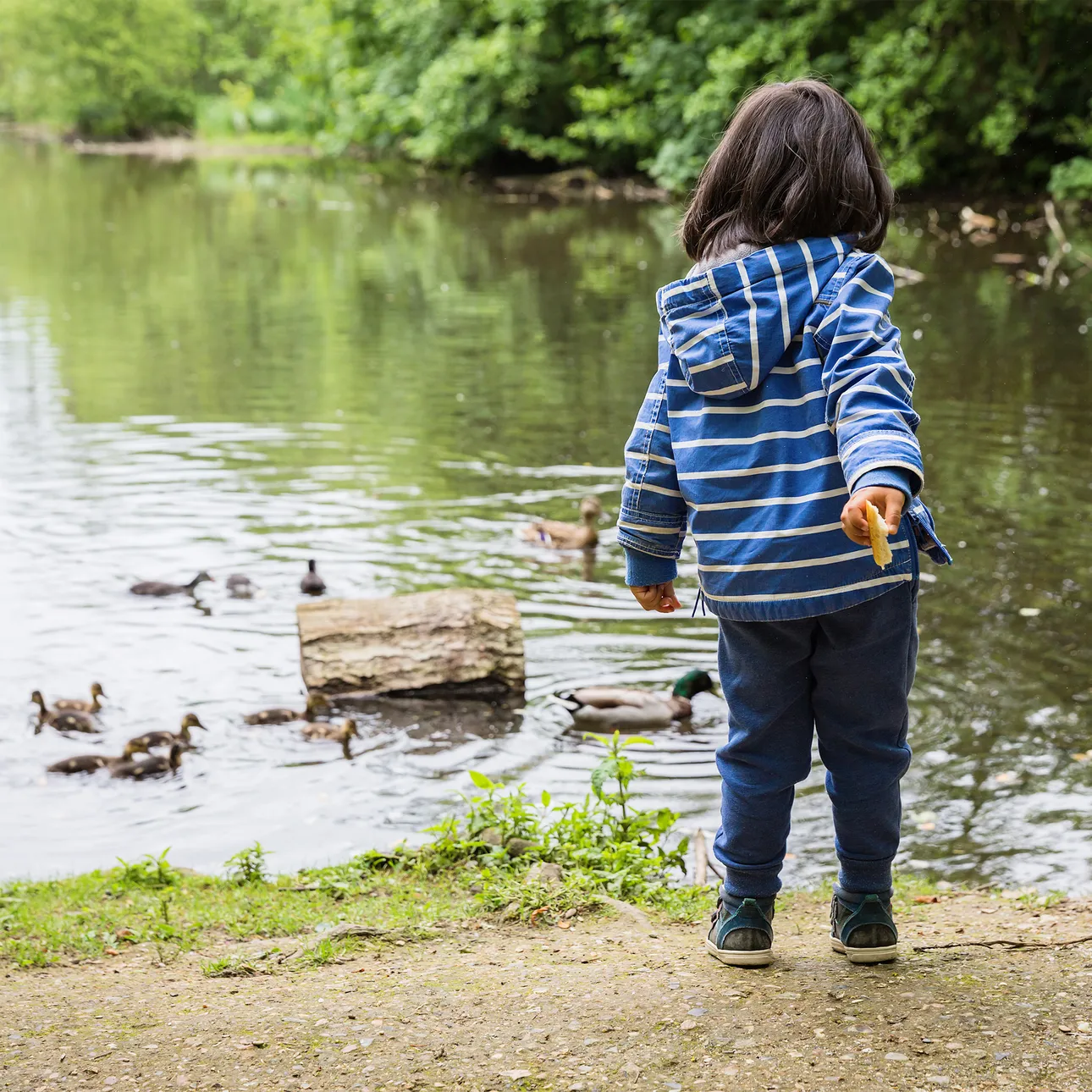 Jong meisje gooit brood in het water vanaf de oever naar de zwemmende eendjes.