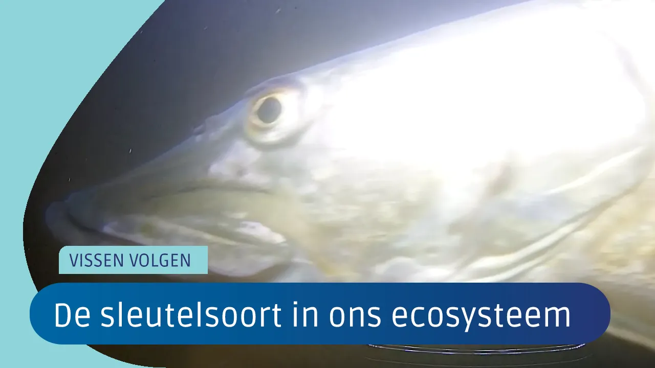 De baars: de sleutelsoort in ons ecosysteem