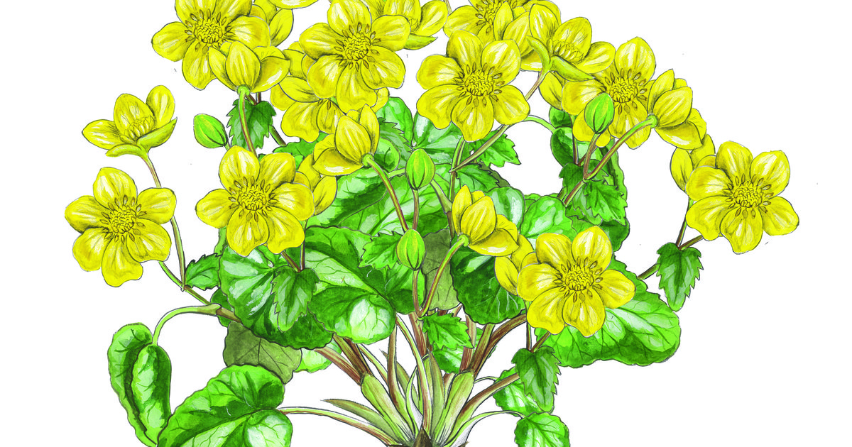 April: de maand van de dotterbloem