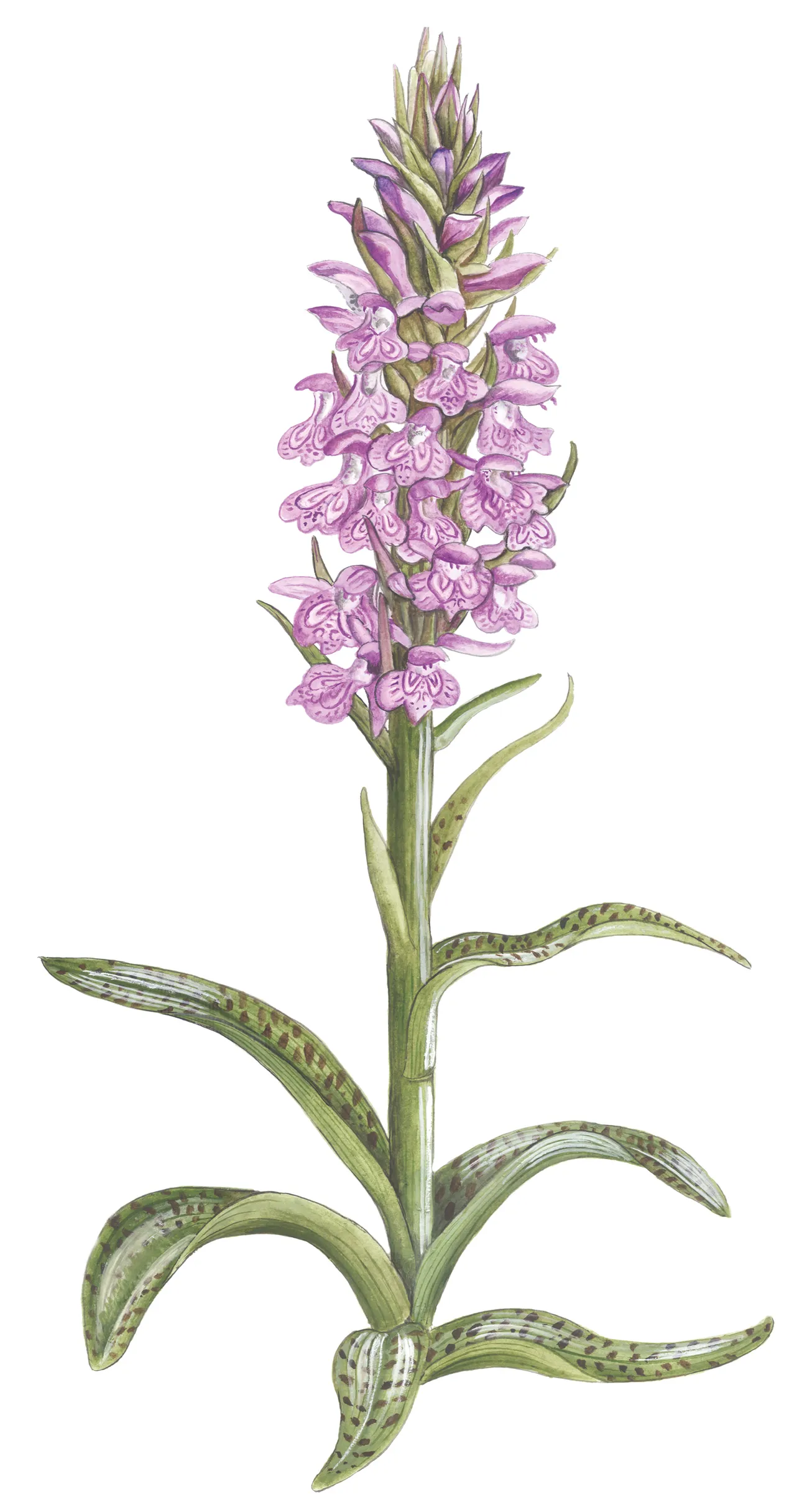 Gevlekte rietorchis