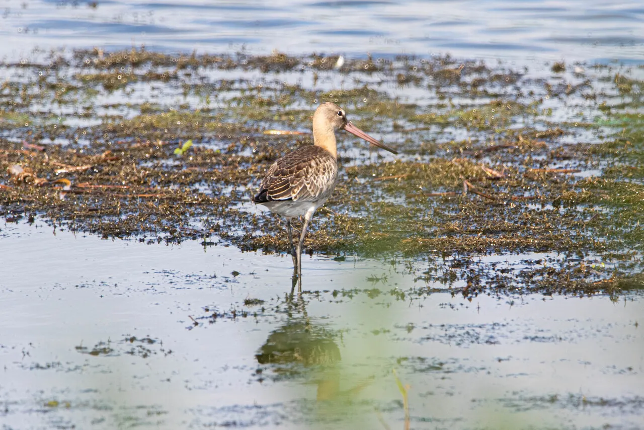 Grutto in de Eendragtspolder