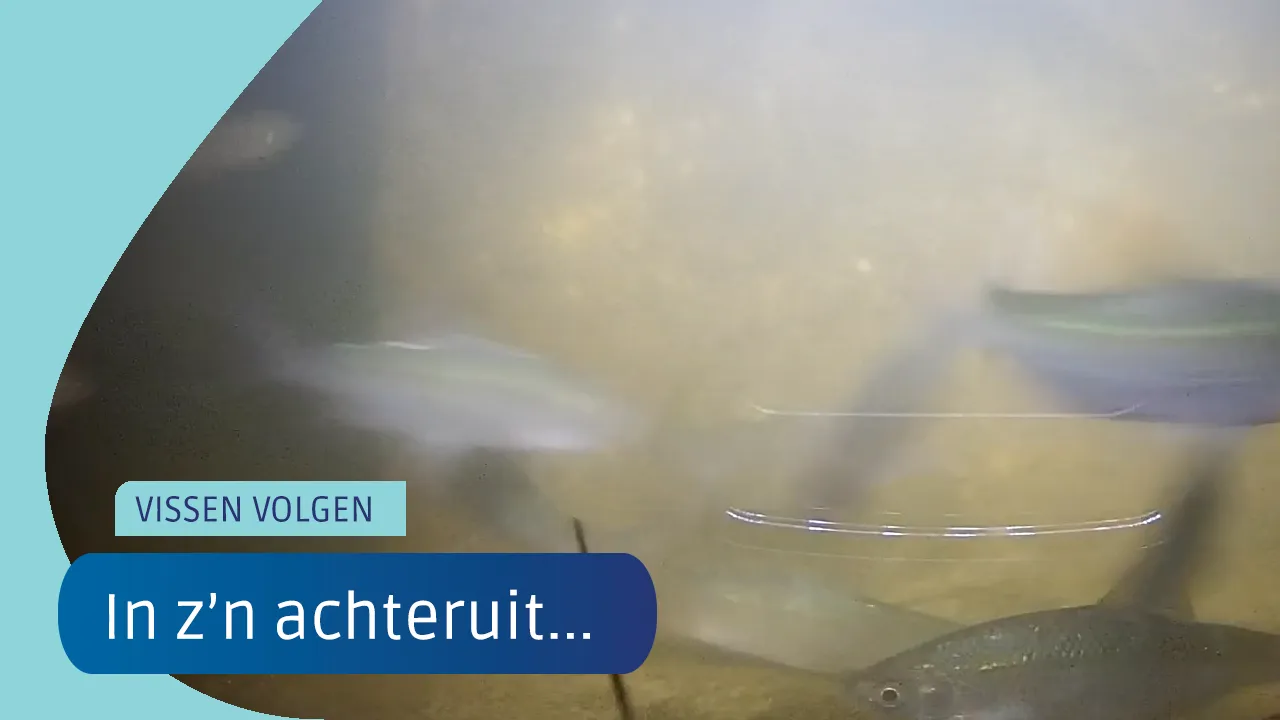 Vissen zwemmen achteruit in de vislift
