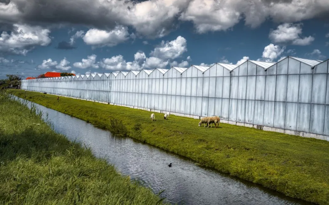Kassen en dieren naast een sloot