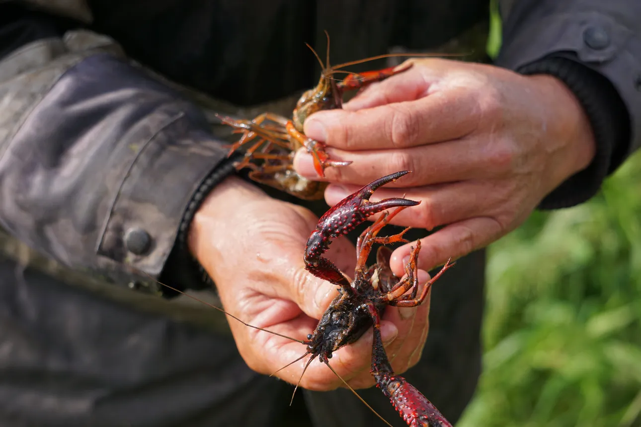 Kreeft in hand
