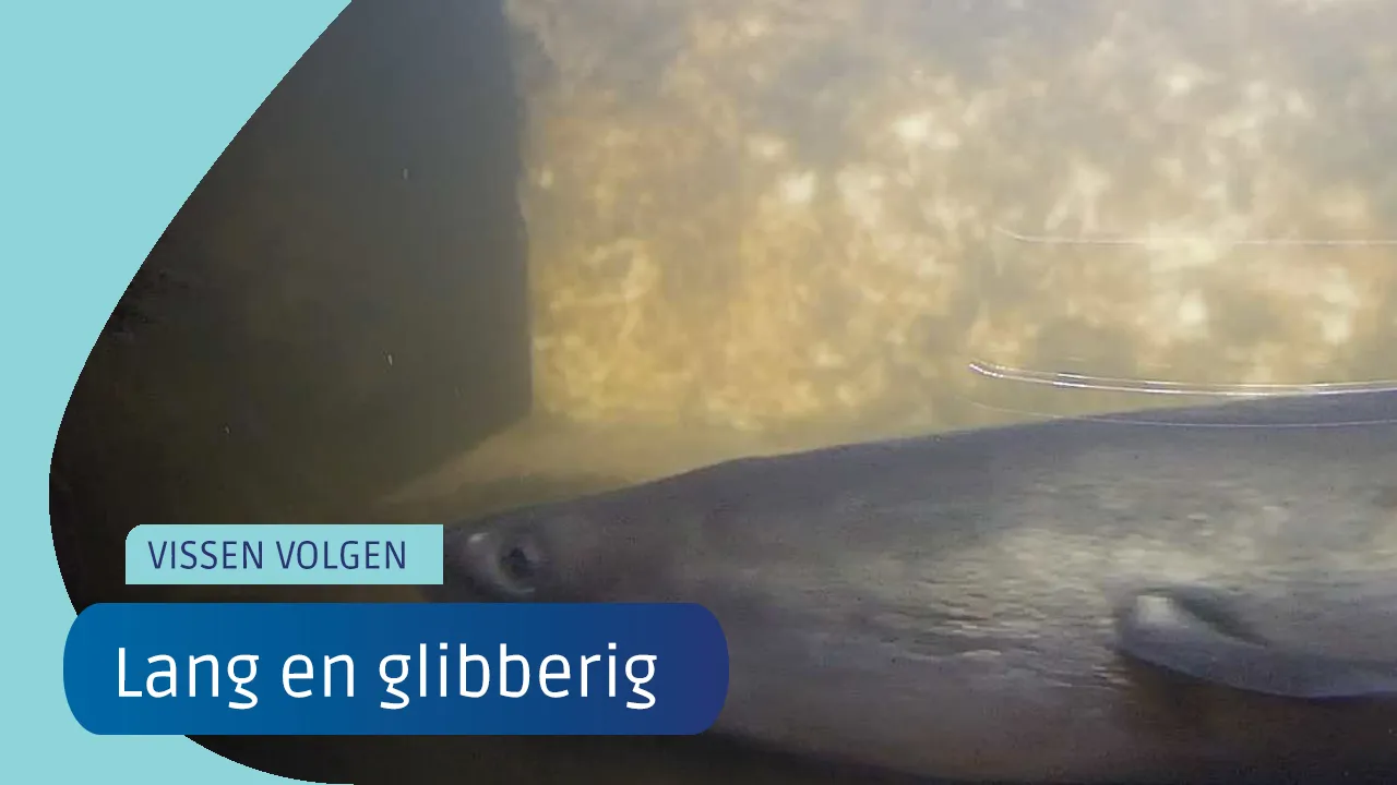 Lange en glibberige aal