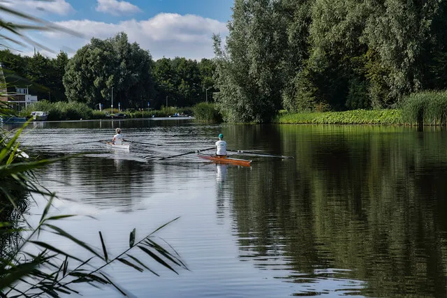 Roeiers in het water