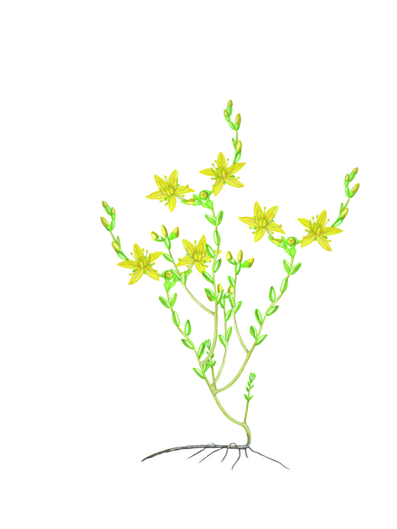 Muurpeper