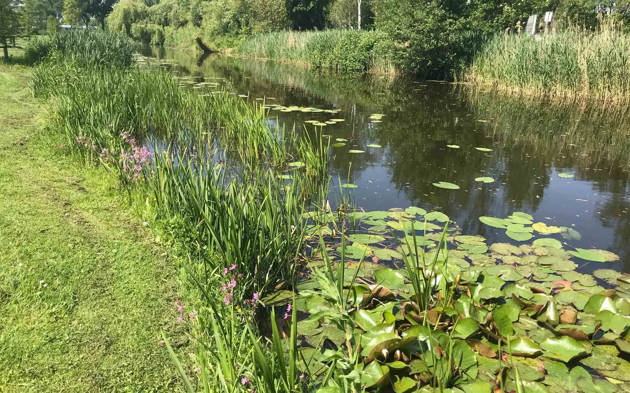 Oever- en waterplanten