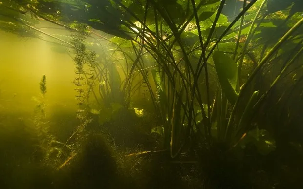 Onderwaterfoto Willem Kolvoort