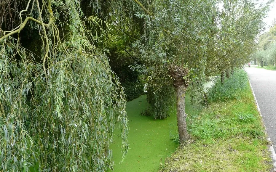 Overhangende takken boven een sloot