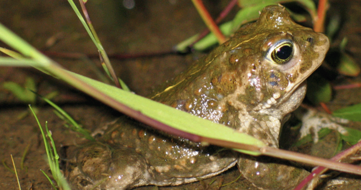 Nieuwe natuurvergunning voor KIJK