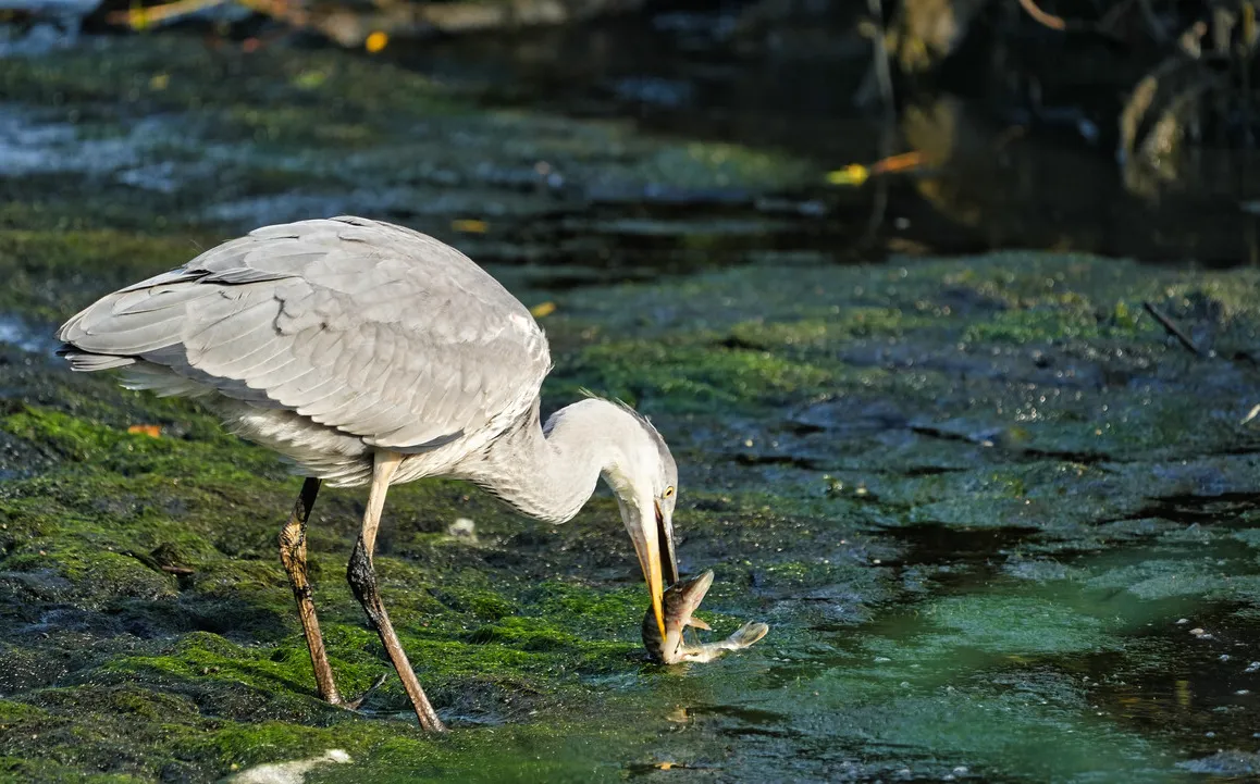 Reiger