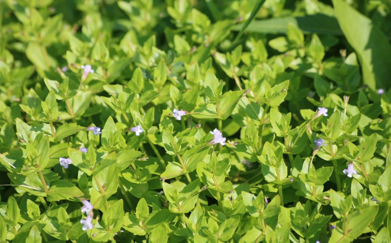 Schijngenadekruid - Foto Stef van Walsum