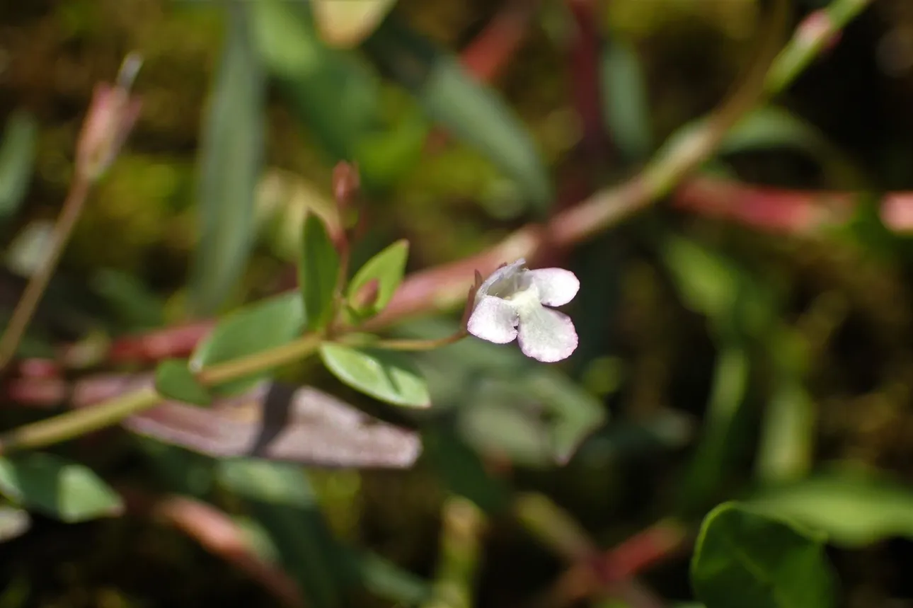 Schijngenadekruid detail - Foto Stef van Walsum