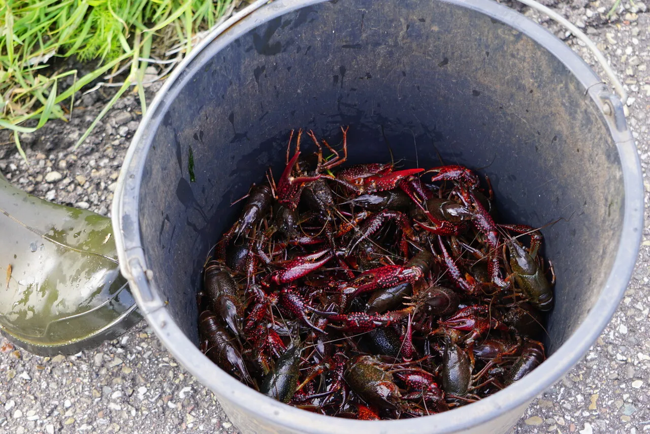Volle emmer met kreeften