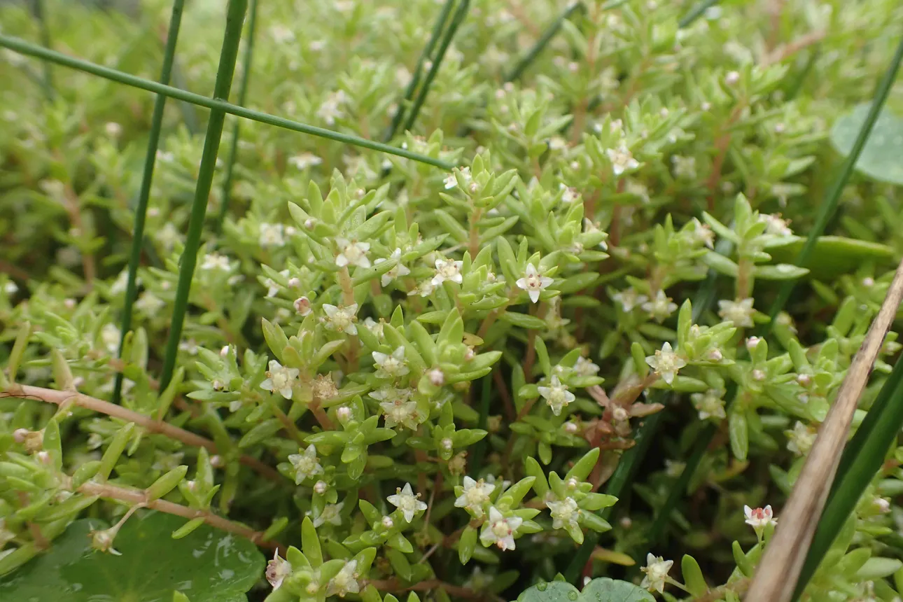 Watercrassula - Foto: Stef van Walsum