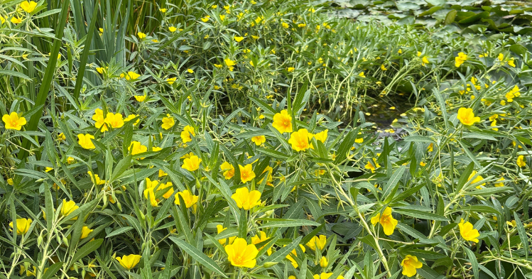 Invasieve waterteunisbloem in de Ringvaart