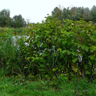 Japanse duizendknoop