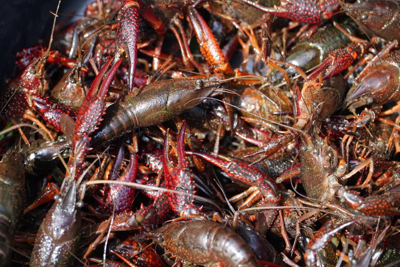 Veel Amerikaanse rivierkreeften