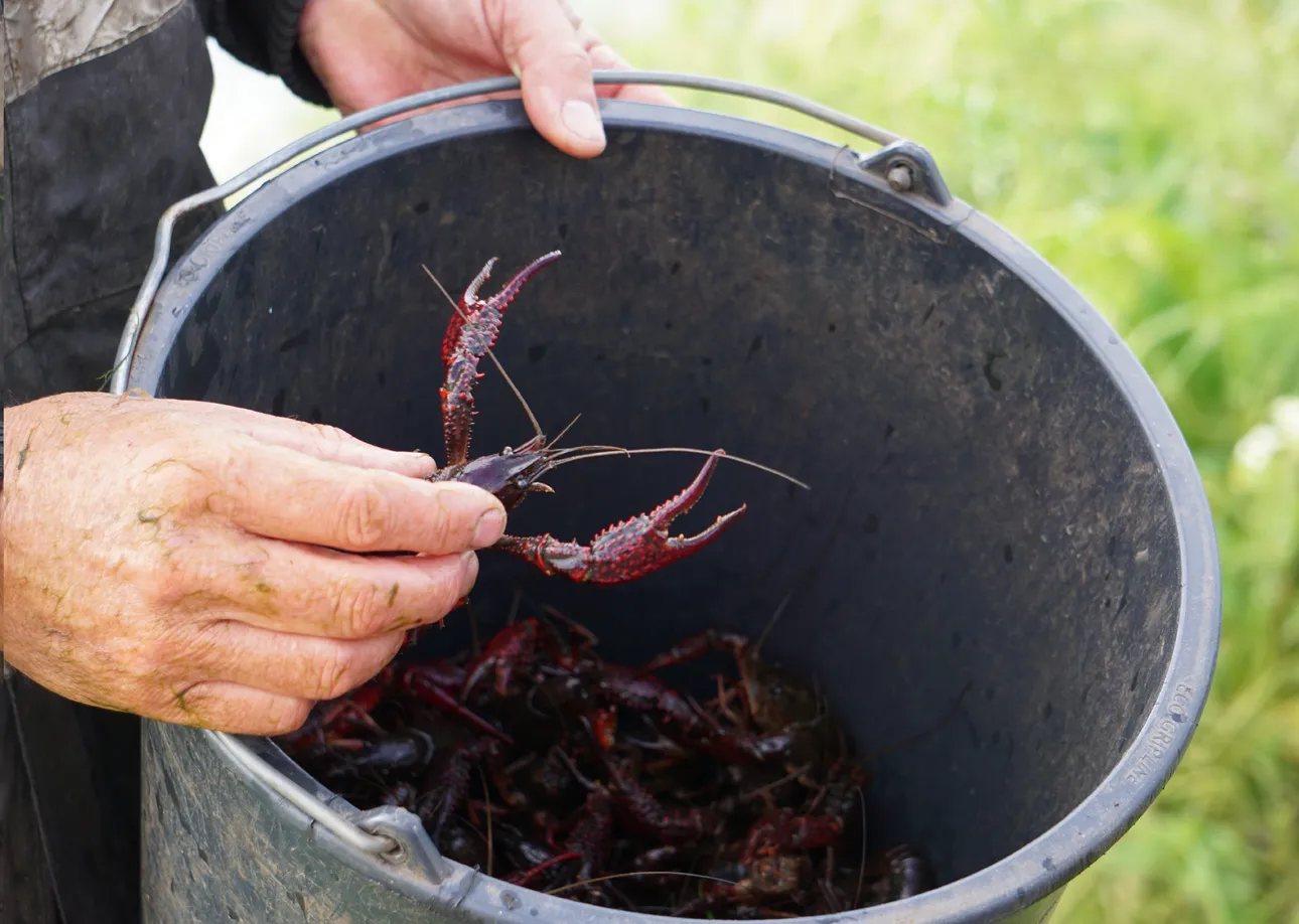 Een hand haalt een rivierkreeft uit een grote emmer omhoog