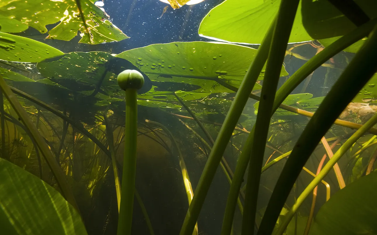 Onderwaterplanten Willem Kolvoort