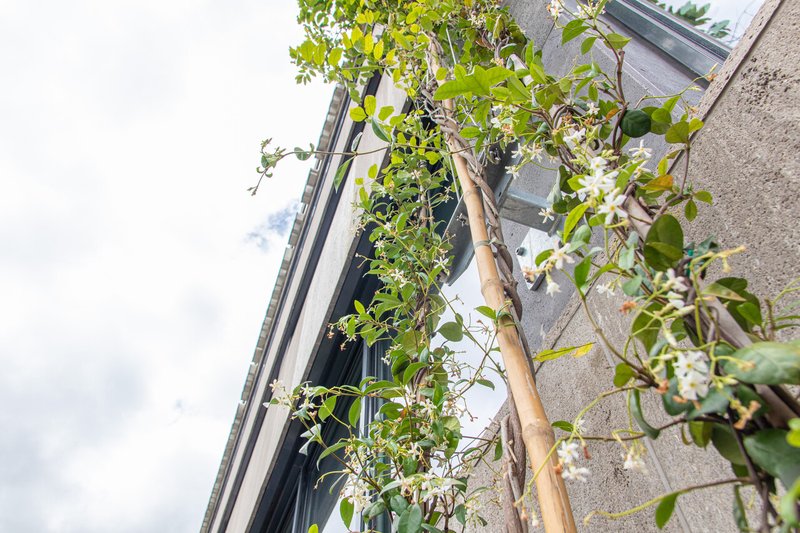 planten langs de gevel