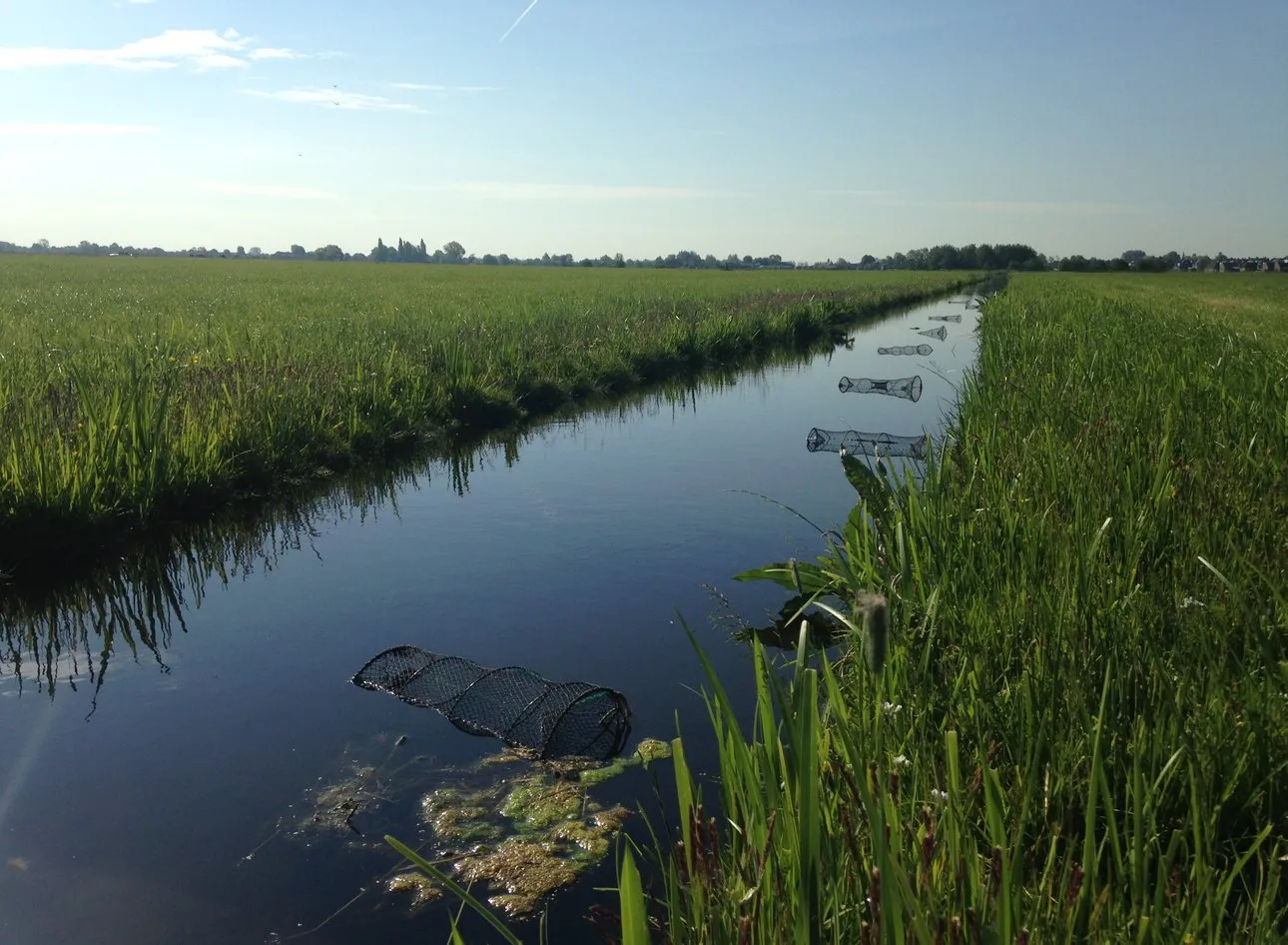 Vangnetten rivierkreeften