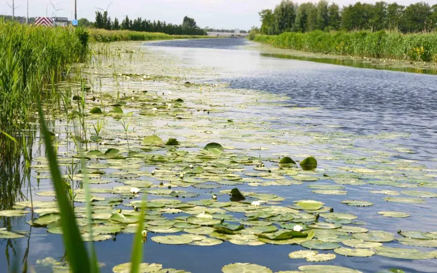 Sloot met schoon water en groene waterkanten